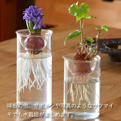 BULB VASE バルブベース 【ショートサイズ】 フラワーベース シンプル おしゃれ ガラス ポット ヒヤシンス ムスカリ サボテン ハイドロカルチャー スパイス 花器 種 スポンジ 液肥 液体肥料 水栽培 花瓶 3