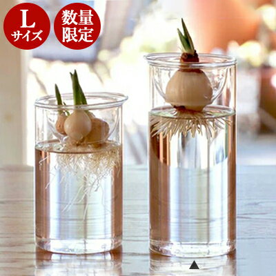 【ヒヤシンスの球根付き◎】 BULB VASE バルブベース ロングサイズ フラワーベース ガラス ポット ムスカリ サボテン ハイドロカルチャー スパイス 花器 花瓶 水栽培 プレゼントのサムネイル