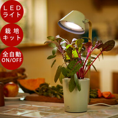 種のおまけ付き【水耕栽培】ブルーノ LED 栽培キット STAND BY GREEN　かわいい おしゃれ LEDライト 栽培キット 水耕栽培 led ライト キット 球根 ポット ヒヤシンス ハーブ 花瓶 LED 植物育成 栽培キット 室内 プレゼント