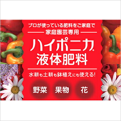 シャキシャキ食感がサラダのアクセントに サニーレタスの上手な栽培方法を伝授 暮らし の