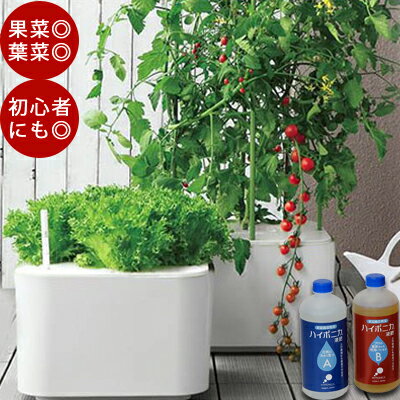 節約 貯金 ミニトマト編 育苗してから2ヶ月で収穫可能になりました セミリタイアへの道のり 節約 貯金 ミニトマト編 育苗してから2ヶ月で収穫可能になりました セミリタイアへの道のり