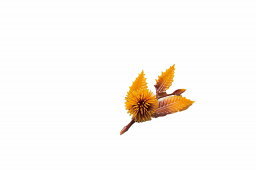 四季の花ごよみ 栗 (茶) (200ケ入) [約L8cm] | 和食 日本料理 演出 小物 飾り その他