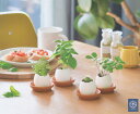 植木鉢と種がセットになったエッグリング ミント