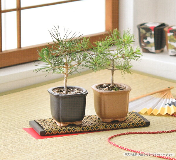 植木鉢と種がセットになったTHE　BONSAI栽培セット 赤松