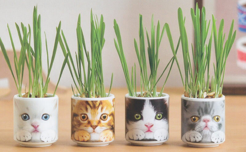 植木鉢と種がセットになったおちょこで猫草 グレー