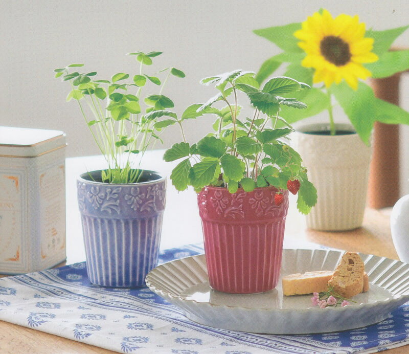 植木鉢と種がセットになったグレイスガーデン ミニヒマワリ