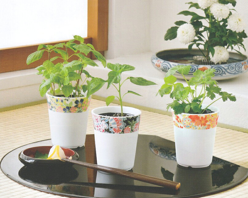 植木鉢と種がセットになった和心薬味栽培セット（唐辛子）