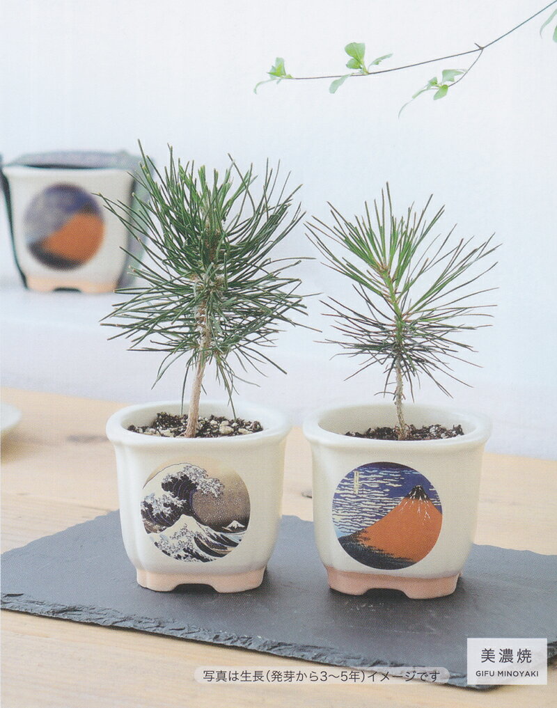 ����ȭ�ȼ郎���åȤˤʤä��������ݥ��å� ���ٻ�