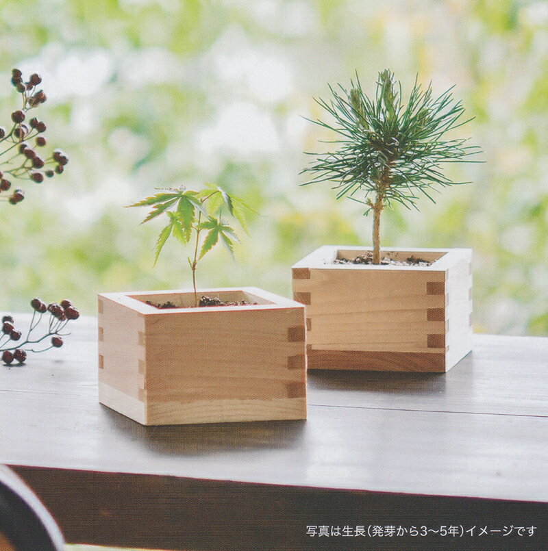 植木鉢と種がセットになったヒノキ枡で育てる盆栽栽培セット　もみじ