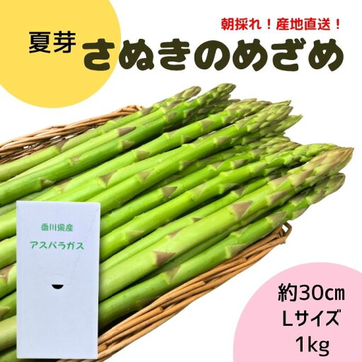 さぬきのめざめ ブランドアスパラガス 1kg Lサイズ 約30cm 朝採れ 産地直送 加藤農園 冷蔵 アスパラ 讃岐産 香川ブランドアスパラ ご当地ブランド 讃岐産 瀬戸内 ギフト 旬の味 さぬきのめざめ ブランドアスパラガス 1kg Lサイズ 約30cm 朝採れ 産地直送 加藤農園 冷蔵 アスパラ 讃岐産 香川ブランドアスパラ ご当地ブランド 讃岐産 瀬戸内 ギフト 旬の味