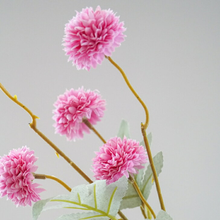 楽天市場】ピンポンマム（カラーピンク）（花・観葉植物｜花・ガーデン