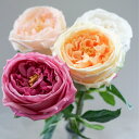 ローズ バラ イングリッシュローズ アーティフィシャルフラワー 造花 フラワーアレンジメント 胡蝶蘭 お祝い ギフト プレゼント ブーケ おしゃれ インテリア ...