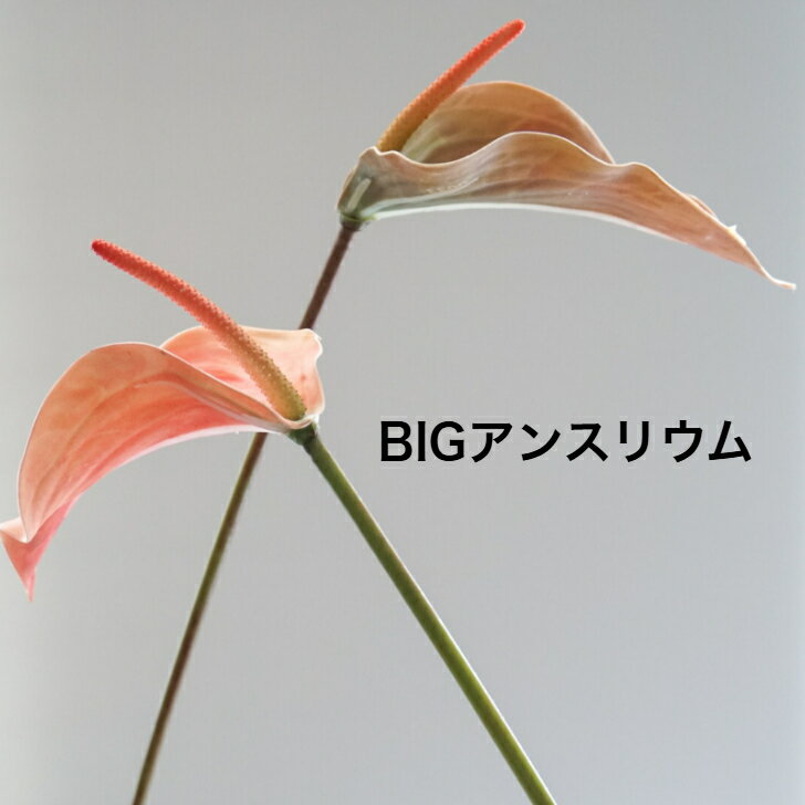 アンスリウム アーティフィシャルフラワー 造花 フラワーアレンジメント 胡蝶蘭 お祝い ギフト プレゼント ブーケ おしゃれ インテリア 母の日 誕生日 ミニサイズ 開店祝い 花材販売 一本売り