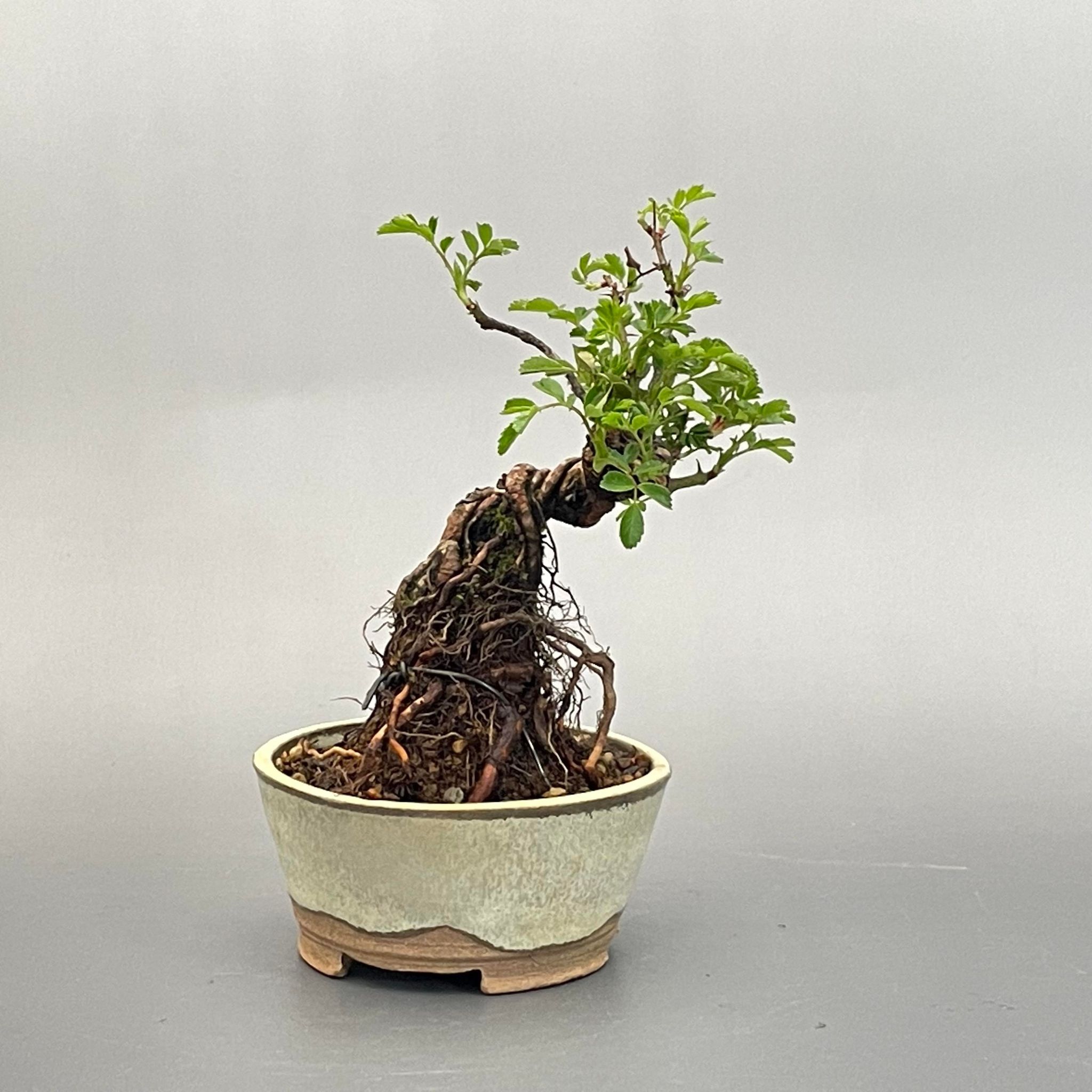 盆栽 ミニ盆栽 小町野薔薇 鉢は丹波立杭焼 丹山作 bonsai 販売 1