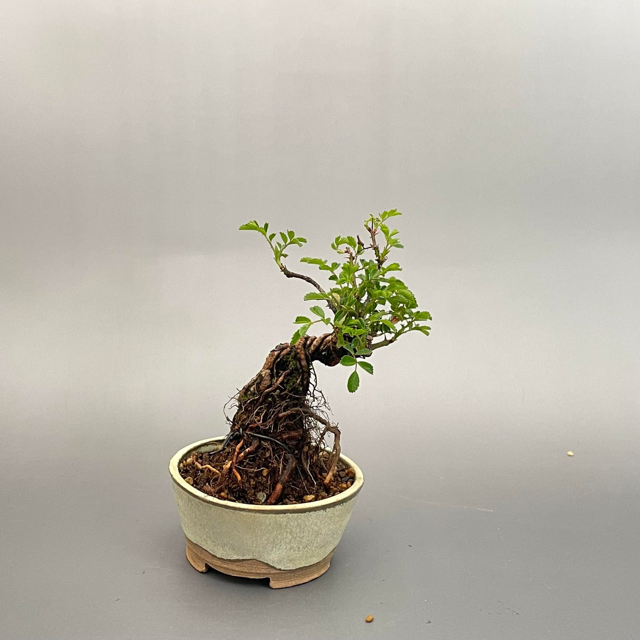 盆栽 ミニ盆栽 小町野薔薇 鉢は丹波立杭焼 丹山作 bonsai 販売 2