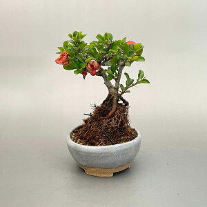 ߺ ߥߺ Ĺ ȭðΩ ð bonsai 