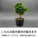 自分で作るミニ盆栽 津山桧（ひのき） 苗木素材 盆栽鉢丹波立杭焼丹山作 2