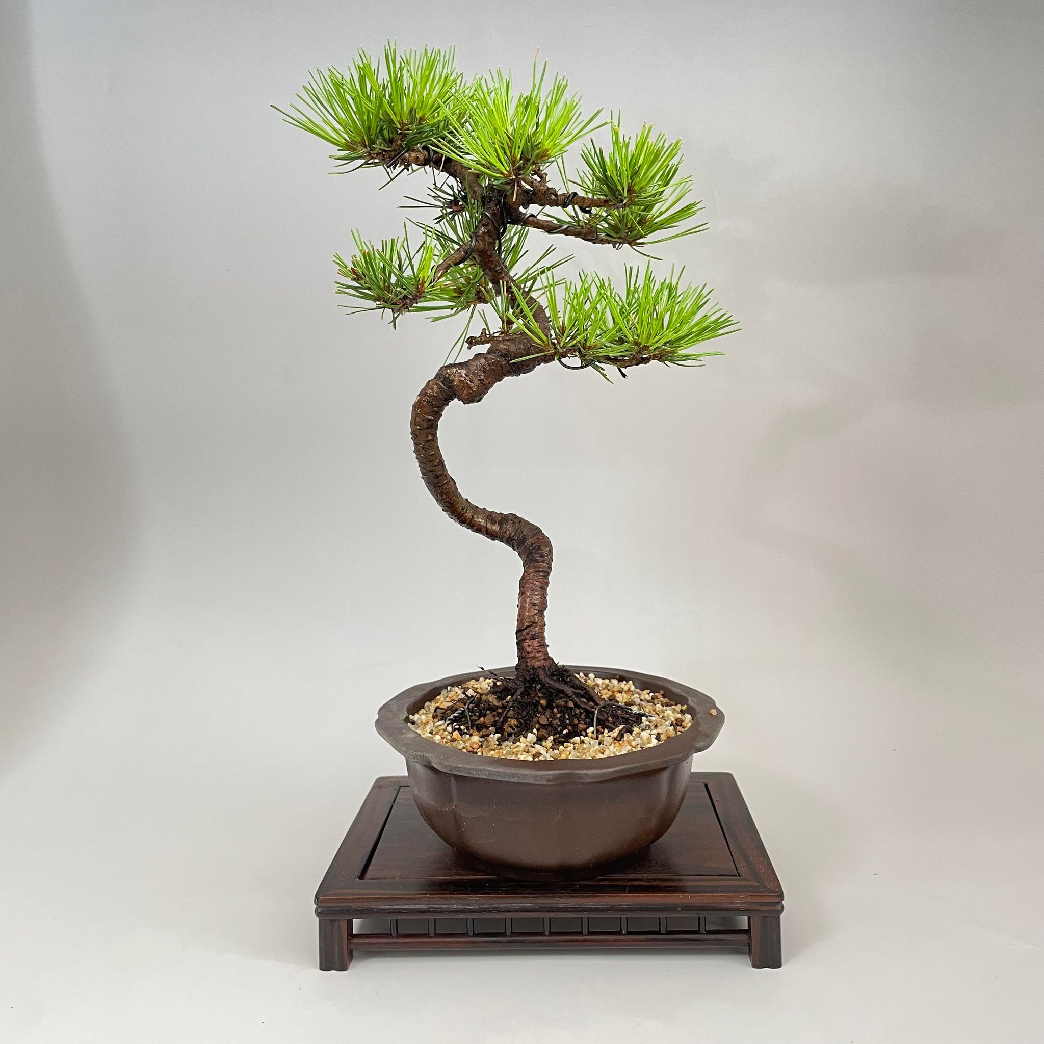 盆栽 赤松 文人木 中品盆栽 bonsai 販売