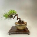 ~ ԏ i~ bonsai ̔