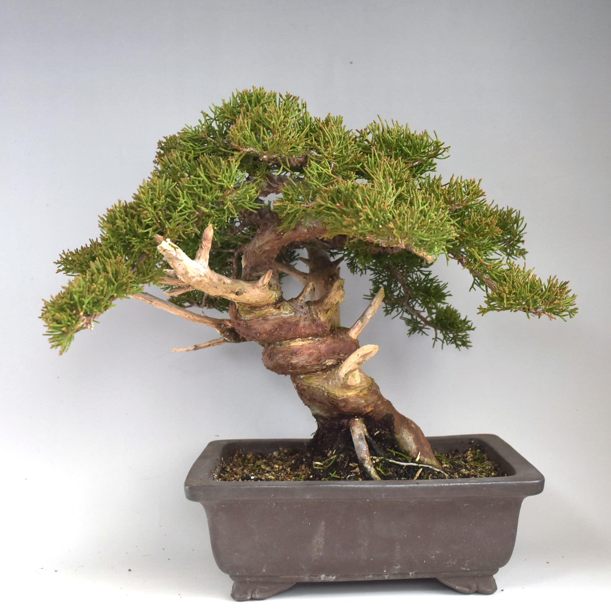 盆栽 糸魚川真柏 貴風盆栽 ジン シャリ神 舎利 bonsai 販売