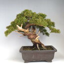 ~ ^ M~ W V_ ɗ bonsai ̔