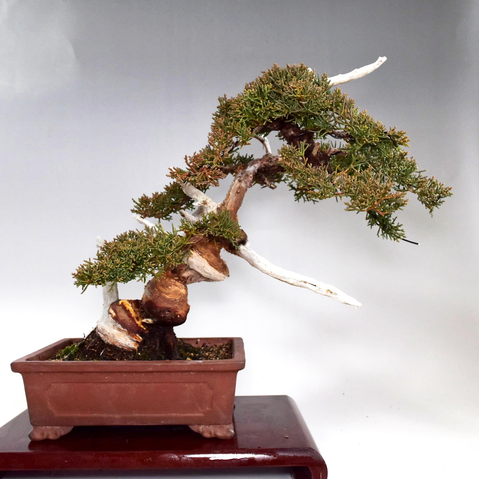 盆栽 糸魚川真柏 貴風盆栽 ジン シャリ神 舎利 bonsai 販売