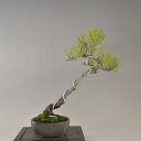 盆栽 黒松 貴風盆栽　文人 bonsai 販売