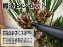 ~  i bsZbg  S200mm No.62A bonsai؂虒菼c~͉