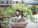 ~  i bsZbg  S200mm No.63A bonsai؂虒菼c~͉