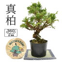 盆栽 糸魚川真柏 素材 苗木 15cm ミニ盆栽 小品盆栽 bonsai 販売