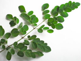 モリンガモリンガ粒奇跡の植物モリンガモリンガ100%!250粒(25g)