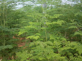 モリンガモリンガ粒奇跡の植物モリンガモリンガ100%!250粒(25g)