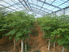 モリンガモリンガ粒奇跡の植物モリンガモリンガ100%!250粒(25g)
