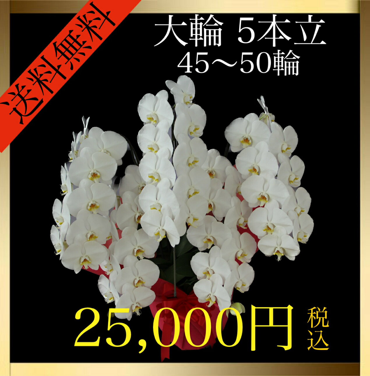 胡蝶蘭 大輪 5本立 45輪～50輪（蕾込み） 白 花 ギフト プレゼント お祝い 誕生日 記念日 母の日 開業 開店 結婚祝い お供え 送料無料