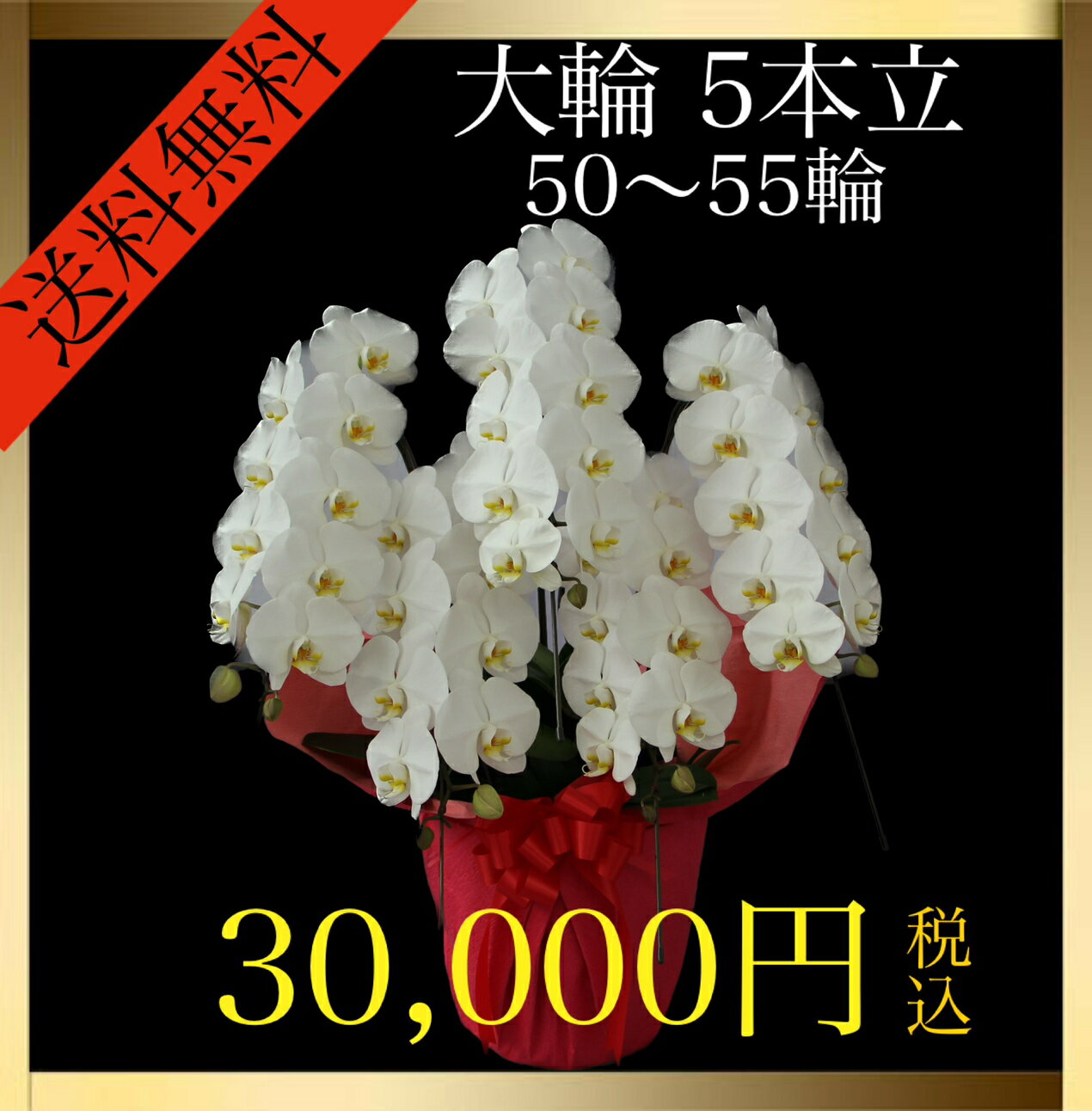 胡蝶蘭（全般） 胡蝶蘭 大輪 5本立 50輪～55輪（蕾込み） 白 花 ギフト プレゼント お祝い 誕生日 記念日 母の日 開業 開店 結婚祝い お供え 送料無料