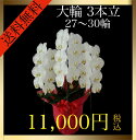 胡蝶蘭 大輪 3本立 27輪〜30輪(蕾込み) 白 花 ギフト プレゼント お祝い 誕生日 記念日 母の日 開業 開店 結婚祝い お供え 送料無料
