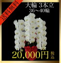 胡蝶蘭 大輪 3本立 36輪〜40輪(蕾込み) 白 花 ギフト プレゼント お祝い 誕生日 記念日 母の日 開業 開店 結婚祝い お供え 送料無料