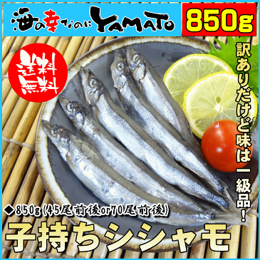 訳あり 子持ちシシャモ一夜干し たっぷり850g ししゃも 柳葉魚 干物【クーポンで580円OFF】 あす楽