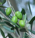 オリーブ オリーブの木　ルッカ　3.5号ポット苗　 苗木 庭木 シンボルツリー 観葉植物 インテリアグリーン 鉢植え オリーブツリー