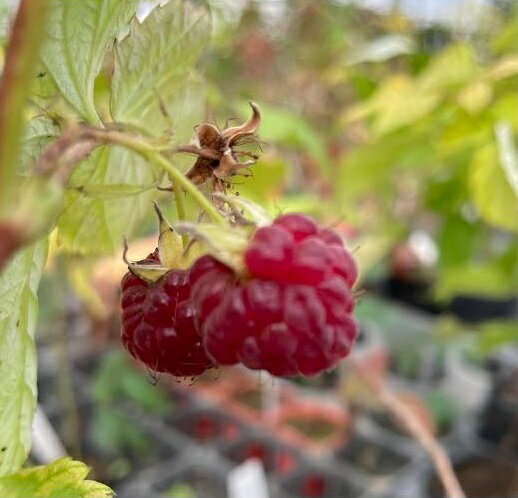 ラズベリー　グレンモイ 　3号ポット 苗木 果樹苗 木苺 フランボワーズ 家庭菜園 鉢植え 庭植え