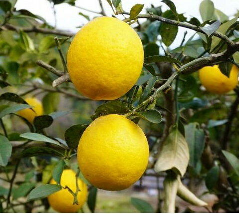 【楽天お買い物マラソン】レモン 璃の香 pvp 4号ポット 苗木