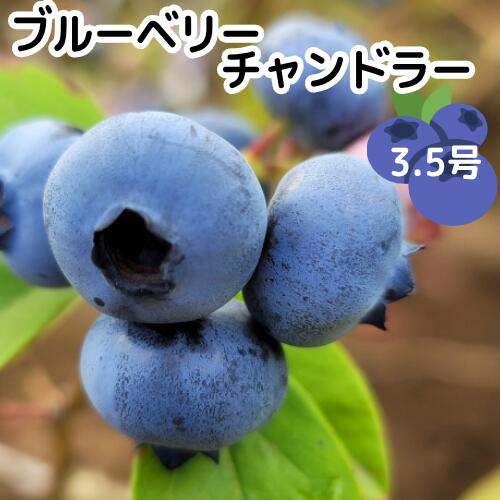Rakuten - ブルーベリー チャンドラー 3.5号ポット 挿木2年生 ノーザンハイブッシュ系 苗木