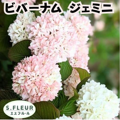 Rakuten - オオデマリ ビバーナム ジェミニ 3.5号ポット苗 苗木