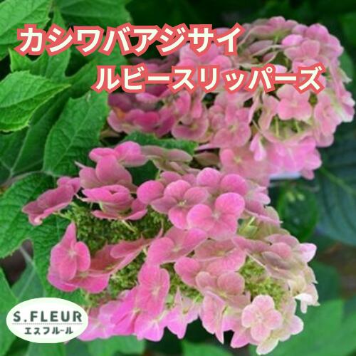 Rakuten - カシワバアジサイ ルビースリッパーズ 3.5号ポット 苗