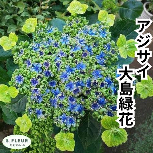 Rakuten - アジサイ 大島緑花 苗木 3.5号ポット苗