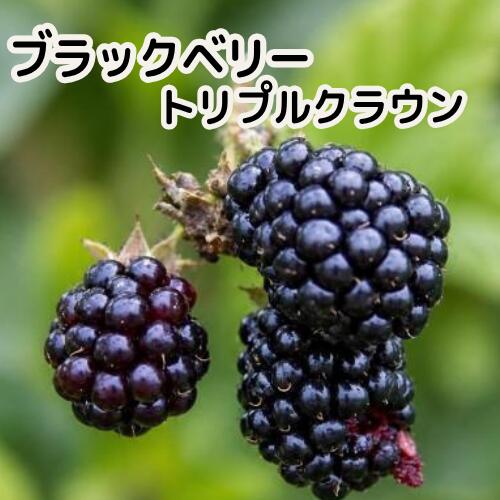 Rakuten - ブラックベリー トリプルクラウン 3.5号ポット苗 挿木苗 苗木