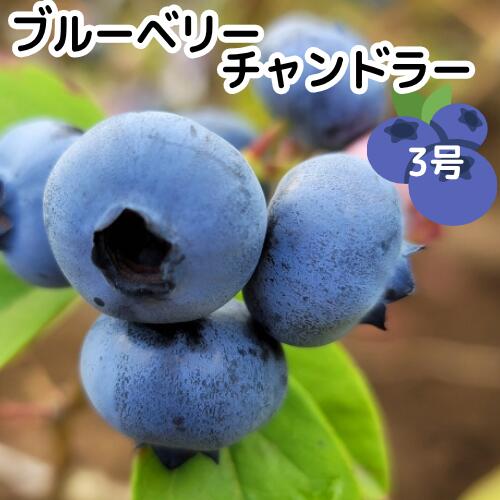 Rakuten - ブルーベリー チャンドラー 3号ポット 挿木1年生 ノーザンハイブッシュ系 苗木