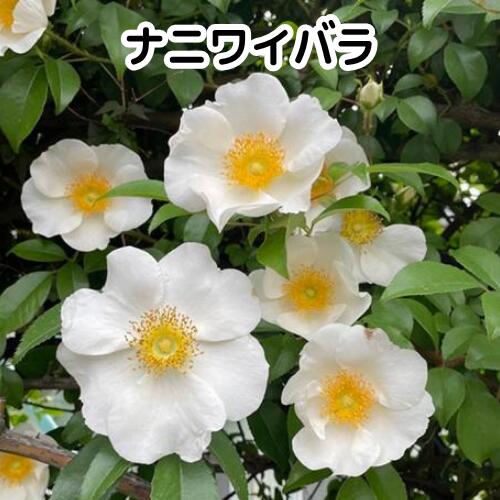 Rakuten - ナニワイバラ 3号ポット苗 挿木苗 苗木
