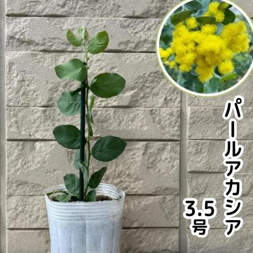 Rakuten - パールアカシア 3号ポット ポダリリーフォリア 苗木