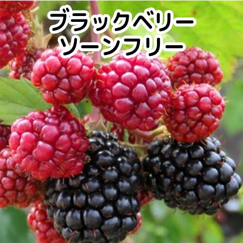 Rakuten - ブラックベリー ソーンフリー 挿木苗 3号ポット